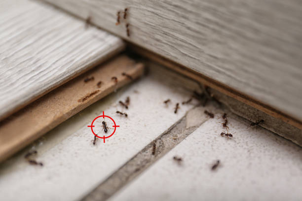 Best Best Pest Control Companies  in Swanton, OH