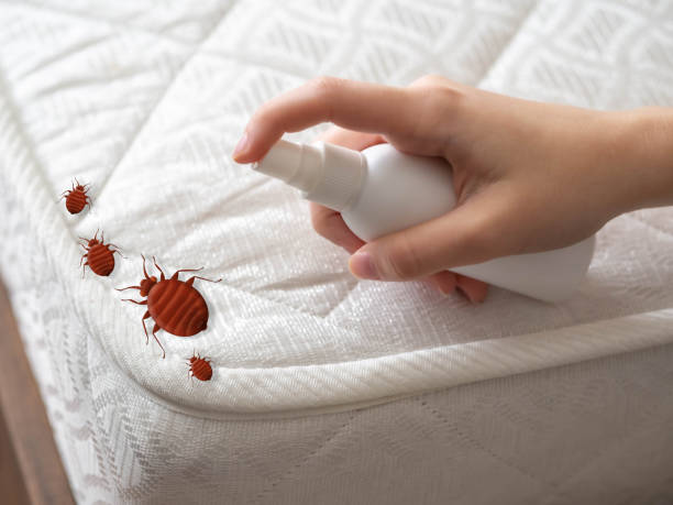 Best Flea Control Services  in Swanton, OH