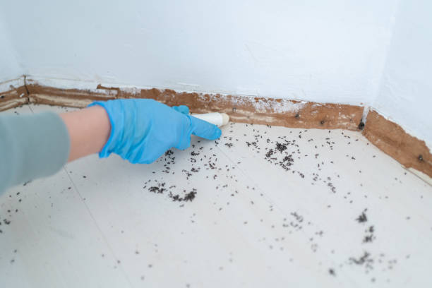 Best Wasp Removal Services  in Swanton, OH